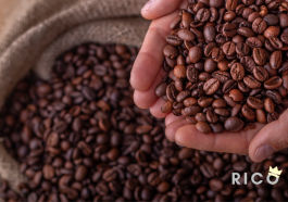 Café mais caro do mundo: R$ 160 mil o quilo bateu recorde mundial